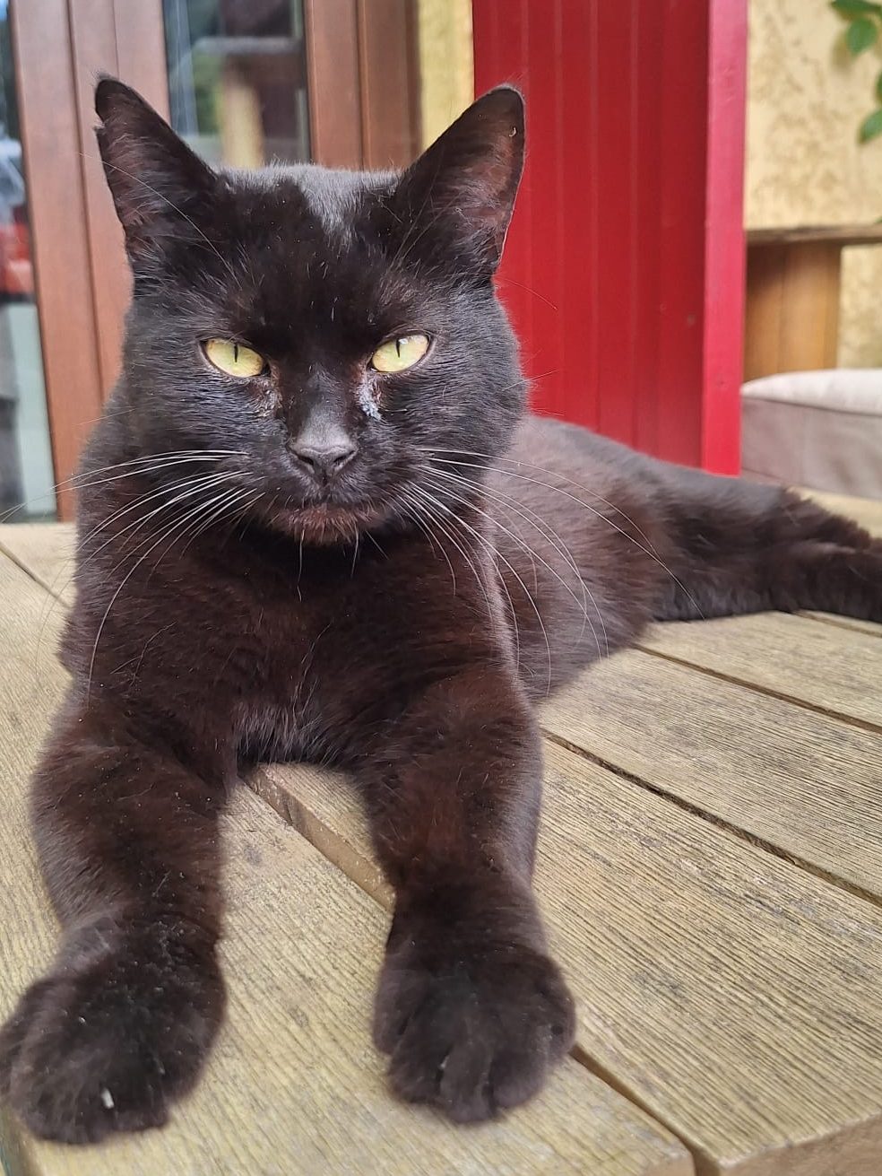 chat épileptique