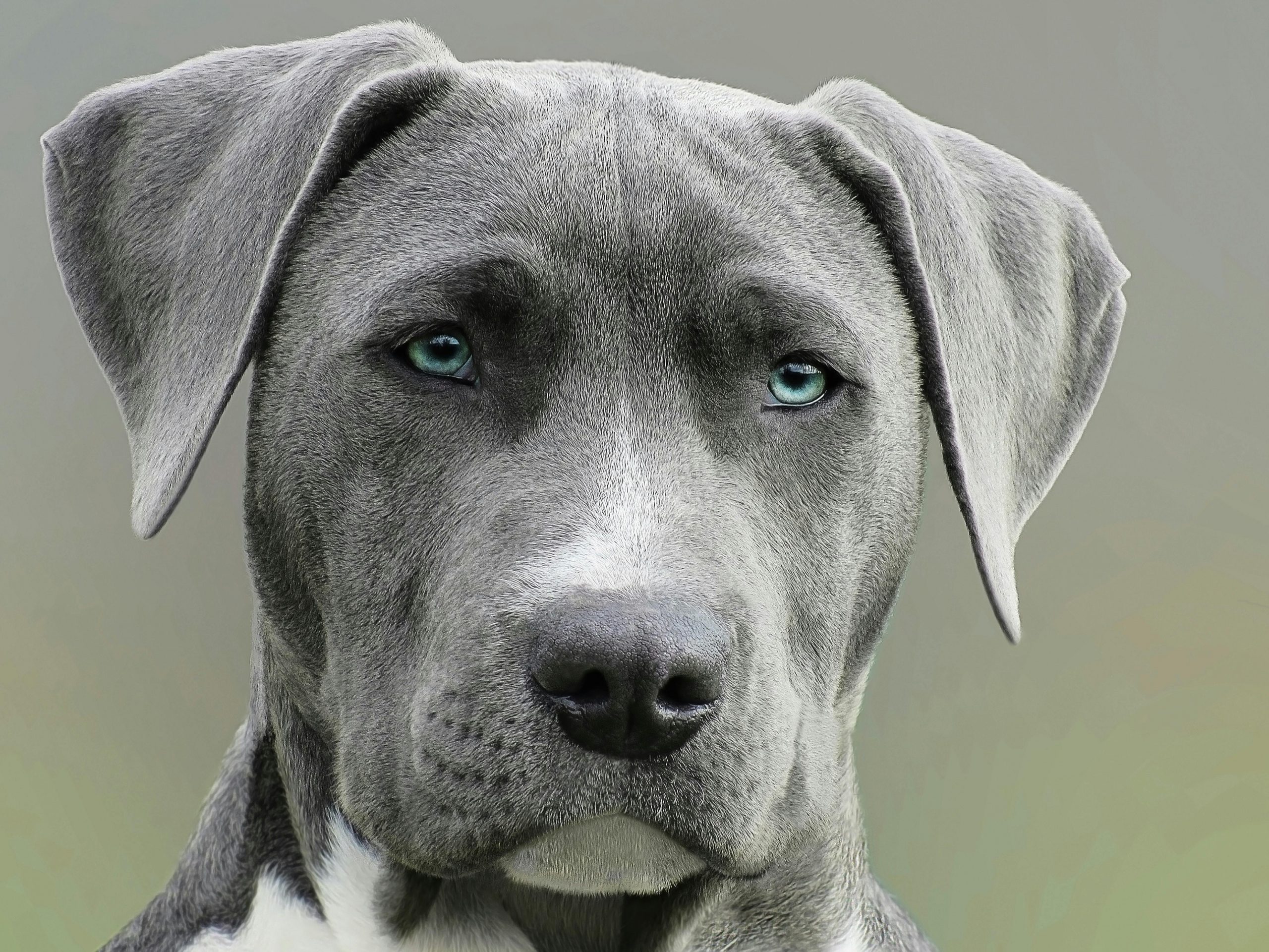 chien épileptique